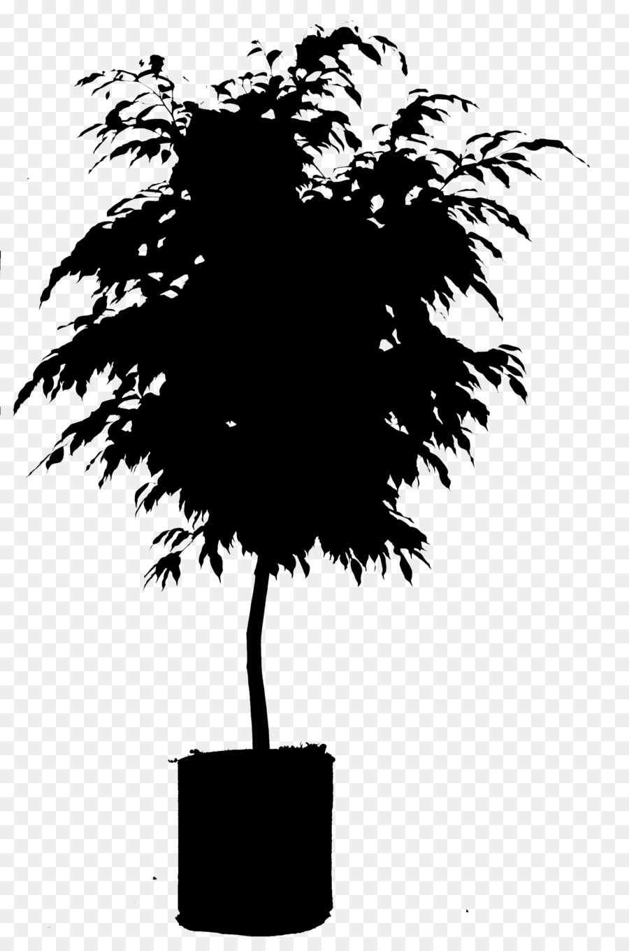 Árvore Bonsai，Miniatura PNG