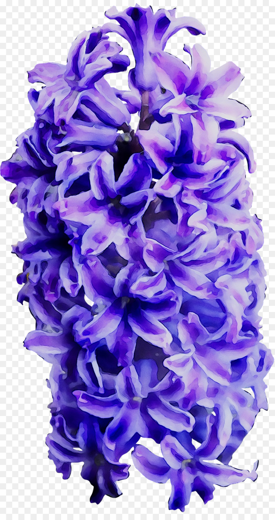 Flor Roxa，Florescer PNG