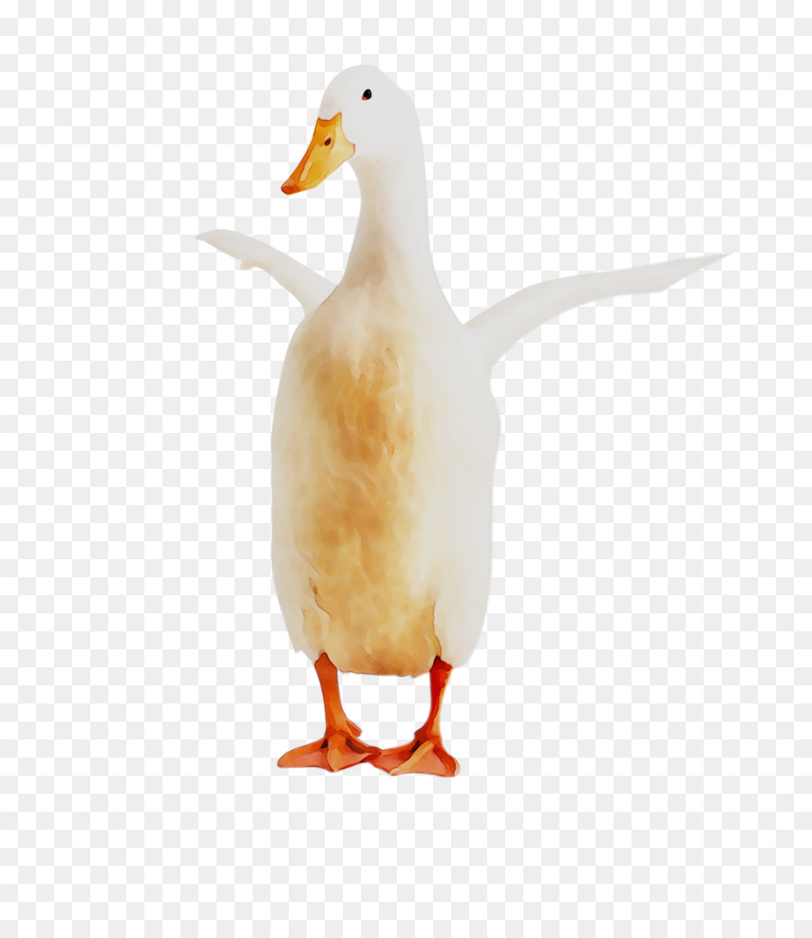 Pato，Pássaro PNG