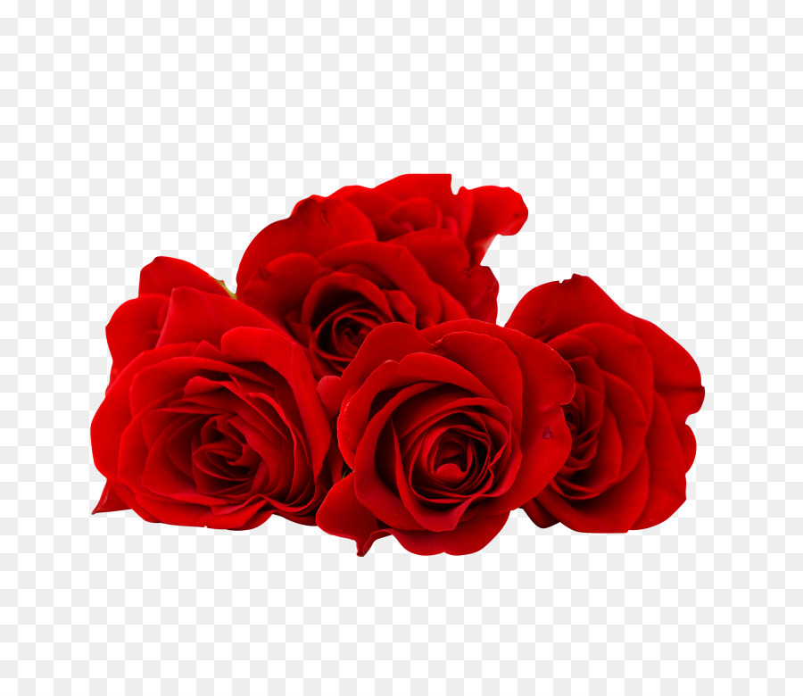 Rosas Vermelhas，Florescer PNG