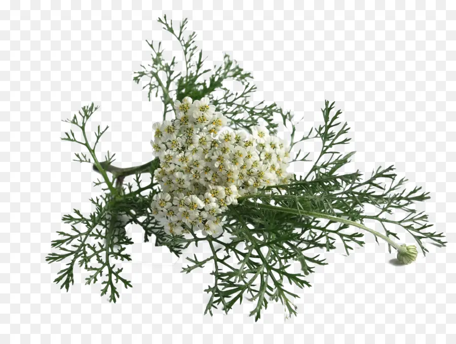 Yarrow，Fibrilação Atrial PNG