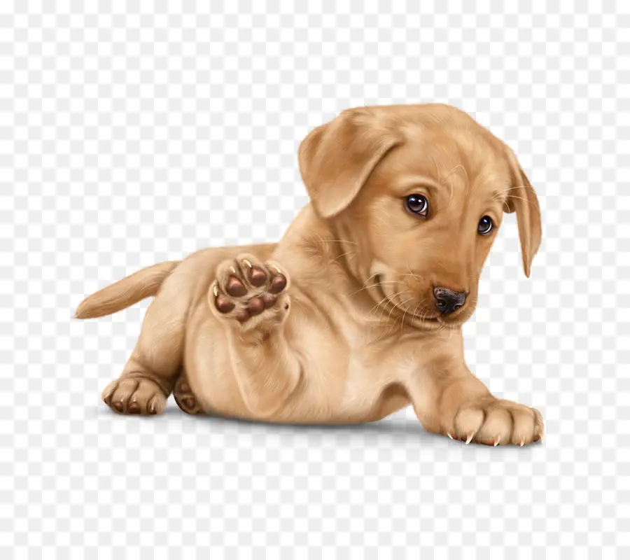 Labrador Retriever，Filhote De Cachorro PNG