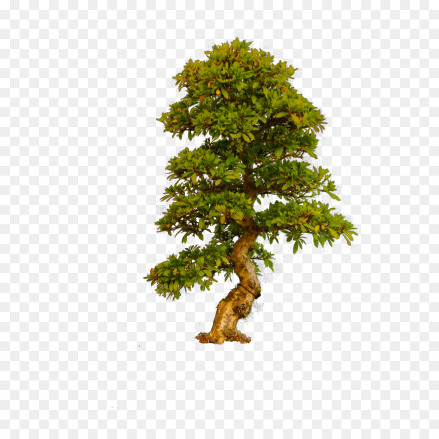 árvore，Bonsai Tresa Ebook PNG