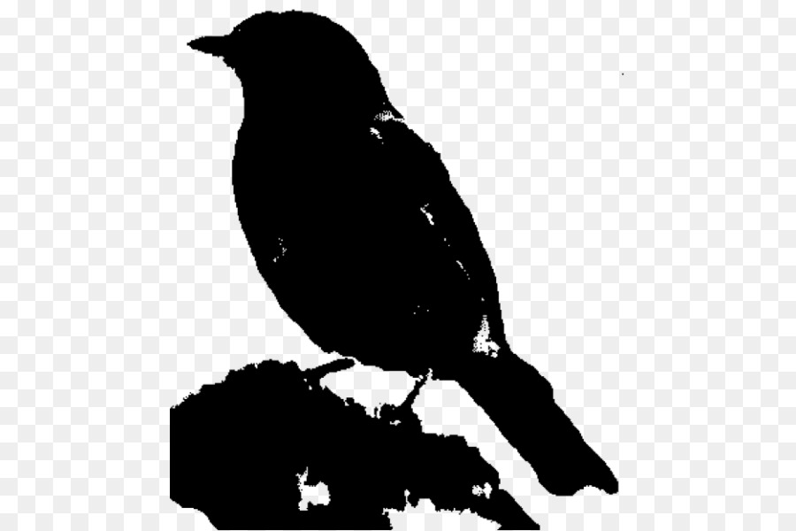 American Crow，Corvo PNG