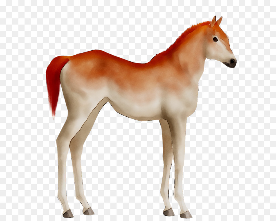 Mustang，Potro PNG