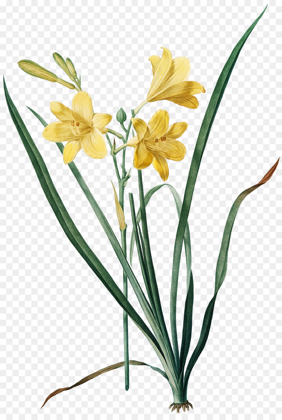 Narcisos Amarelos，Primavera PNG