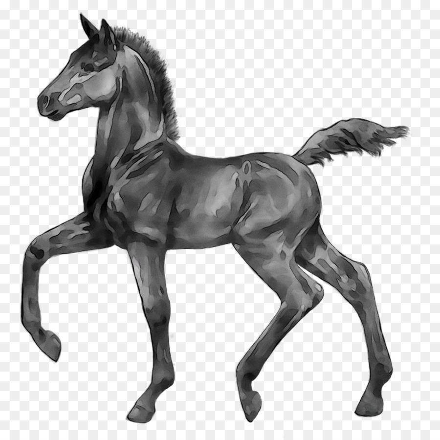 Cavalo Preto，Equino PNG