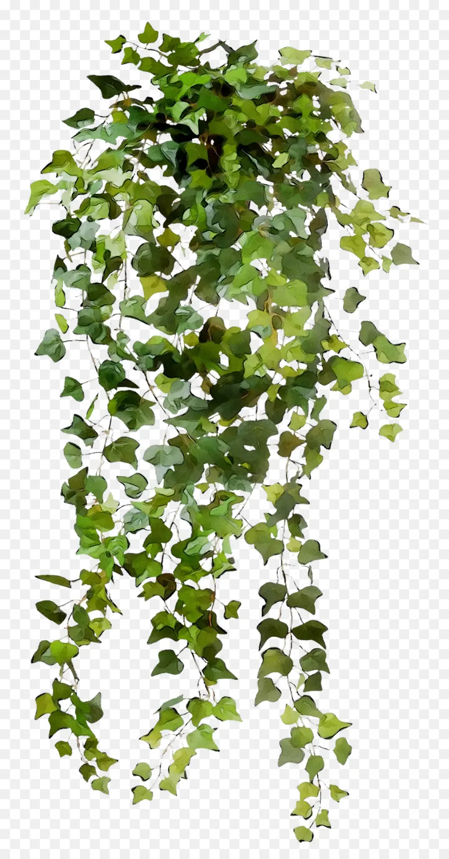 Comum Ivy，Folha PNG