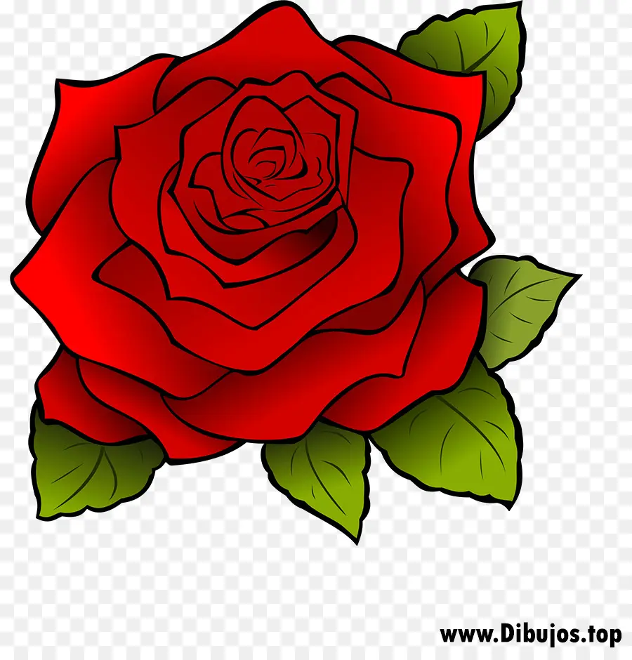 Rosa Vermelha，Folhas PNG