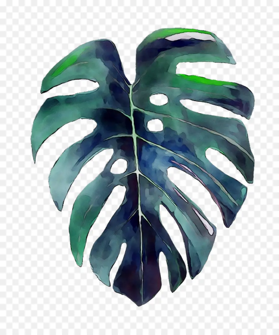 Folha Monstra，Plantar PNG