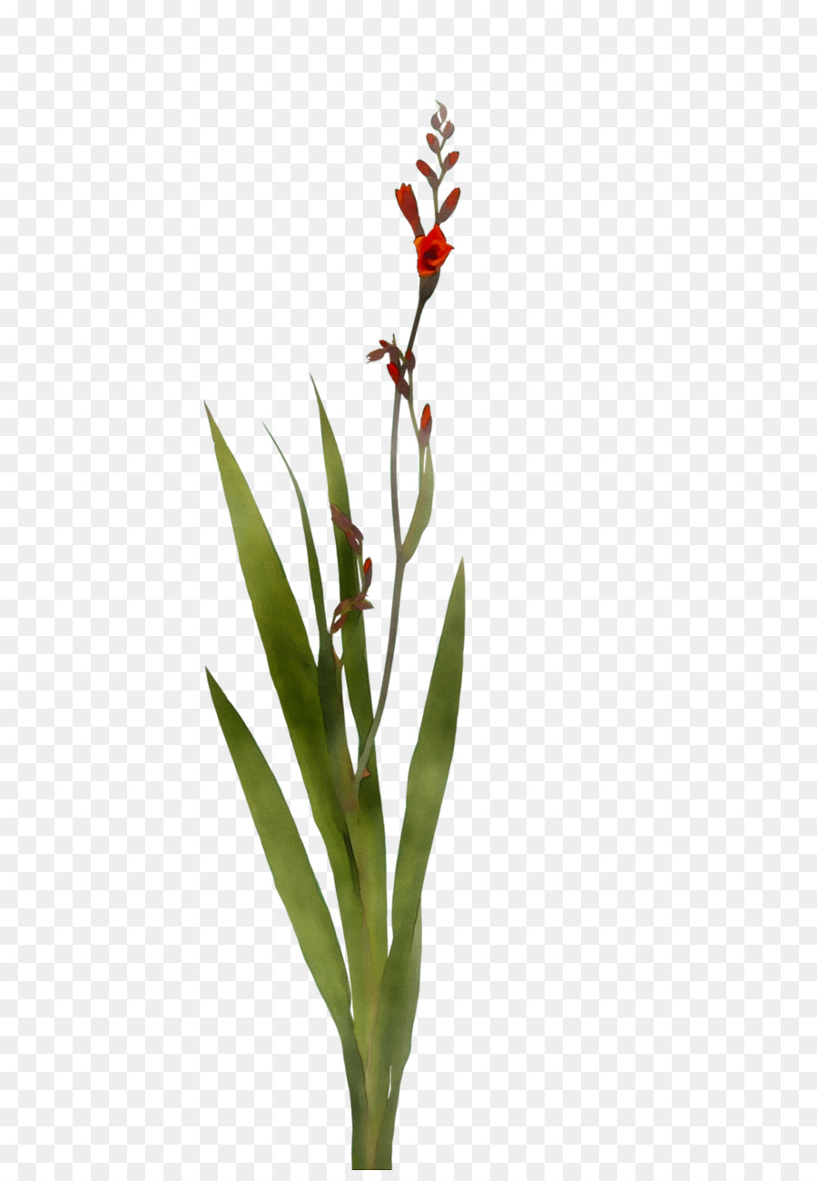 Flor，Tronco PNG