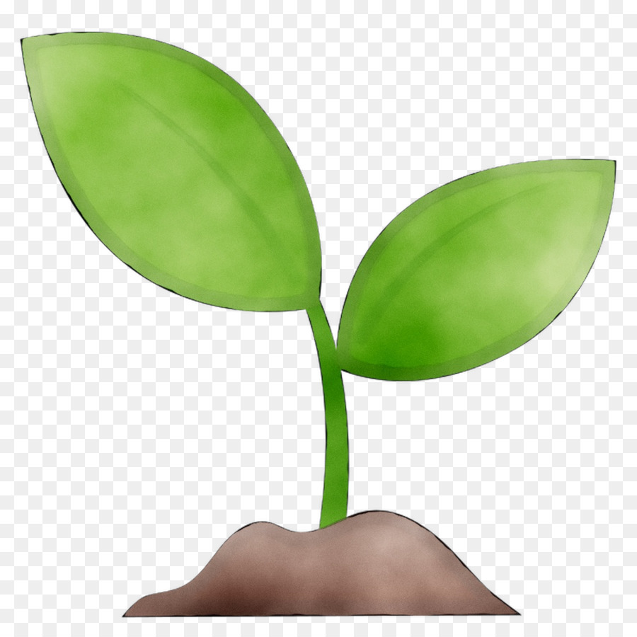 Plantar，Folhas PNG