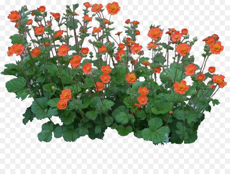 Flores Laranja，Folhas Verdes PNG