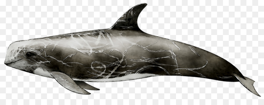 Golfinho De Teto，Wholphin PNG