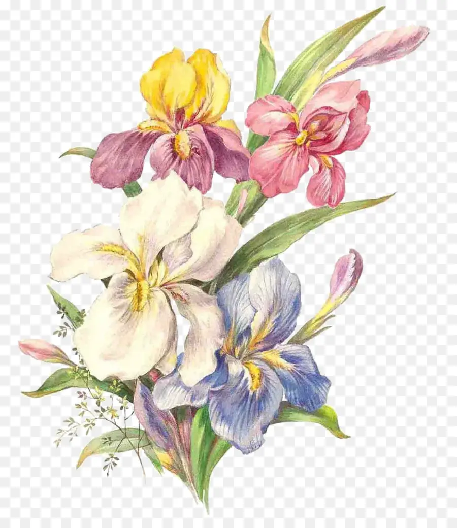 Aquarela Flores，Pintura Em Aquarela PNG