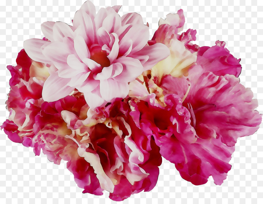 Flor Rosa，Florescer PNG