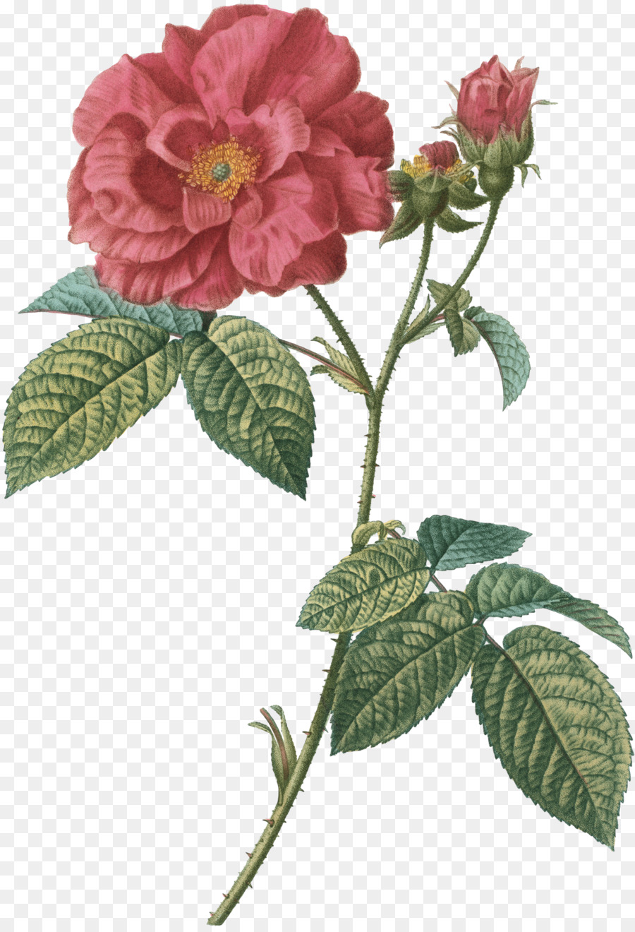 Rosa Francesa，Desenho PNG