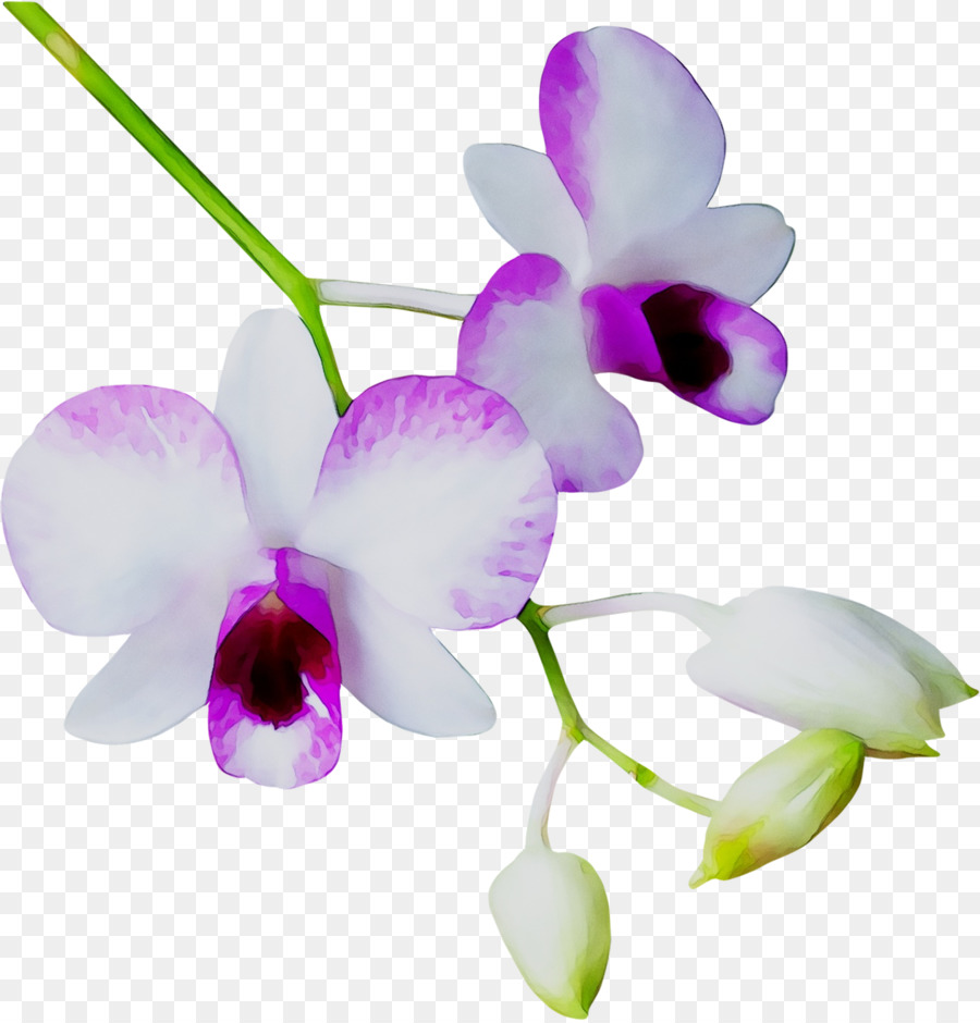 Phalaenopsis Equestris，Orquídeas PNG
