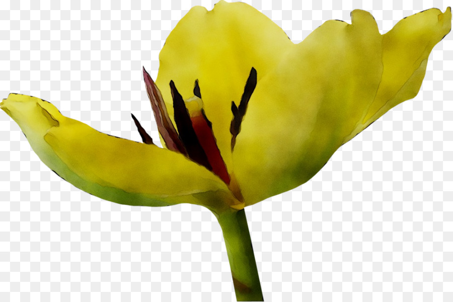 Tulip，Planta De Haste PNG