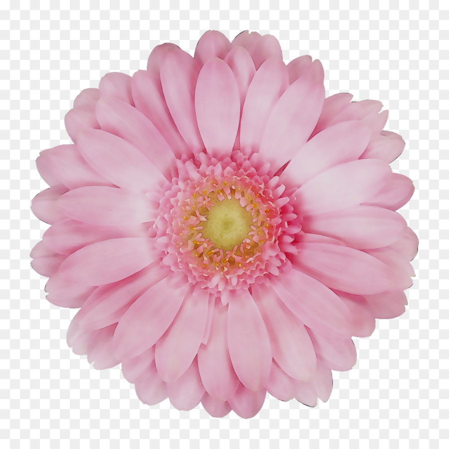 Daisy Transvaal，Cortar Flores PNG
