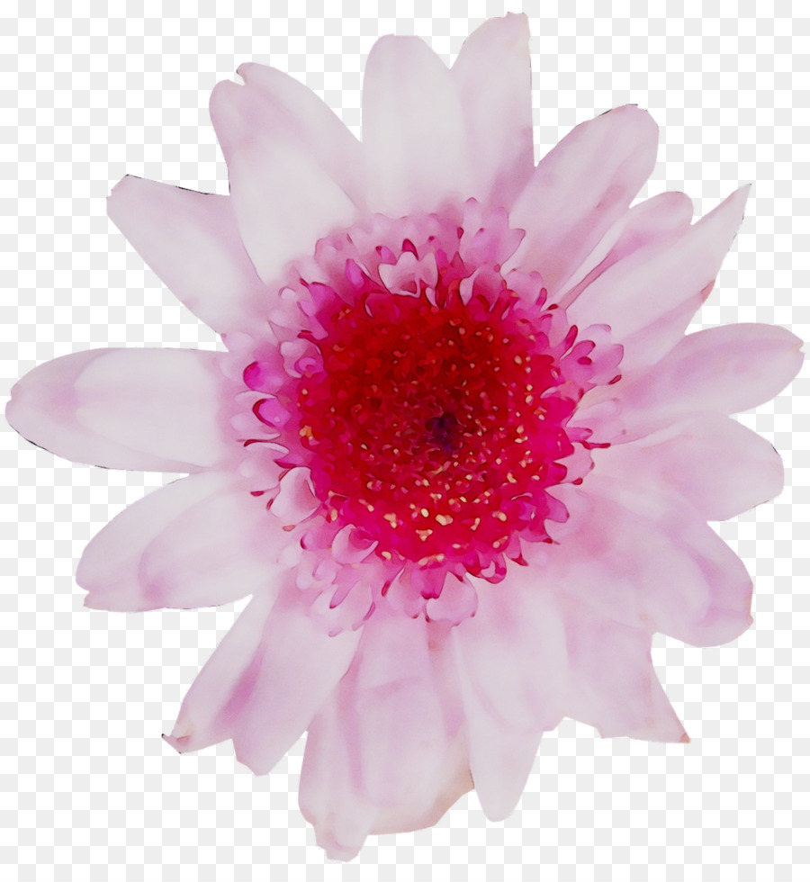 Flor，Florescer PNG