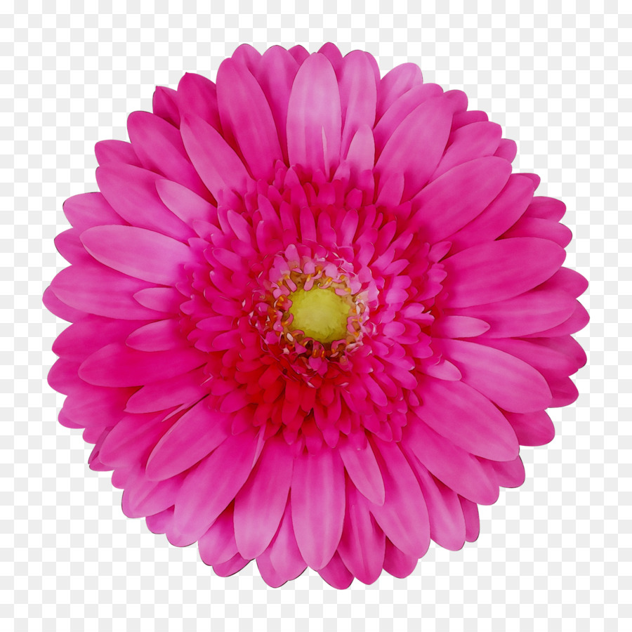 Flor，Florescer PNG