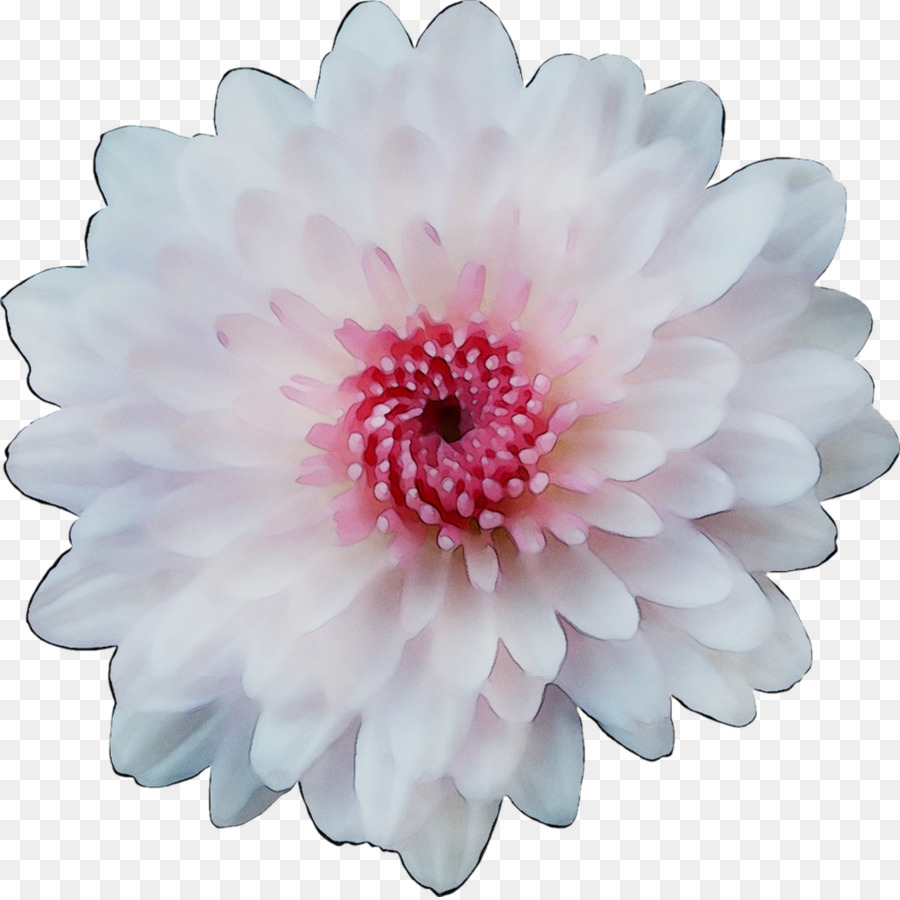 Flor，Rosa PNG