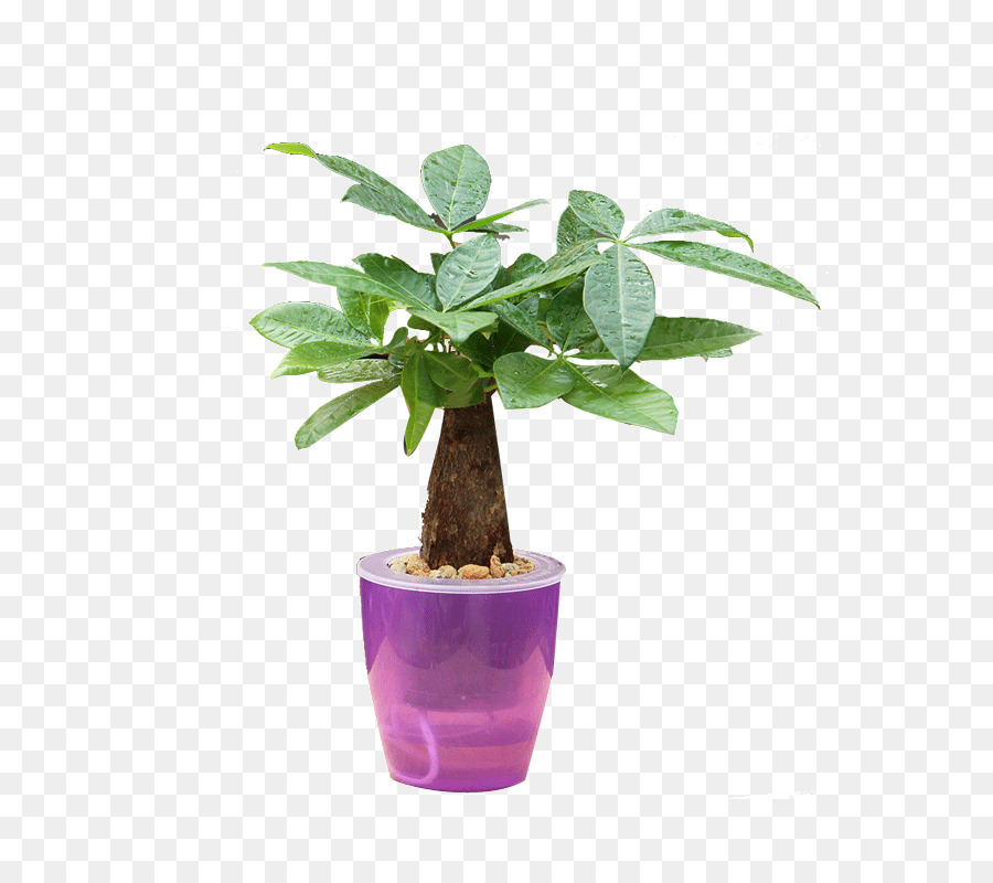 Flowerpot，Erva PNG