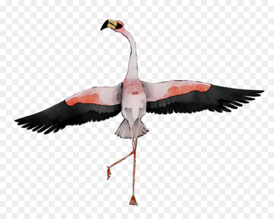 Flamingo，Pássaro PNG