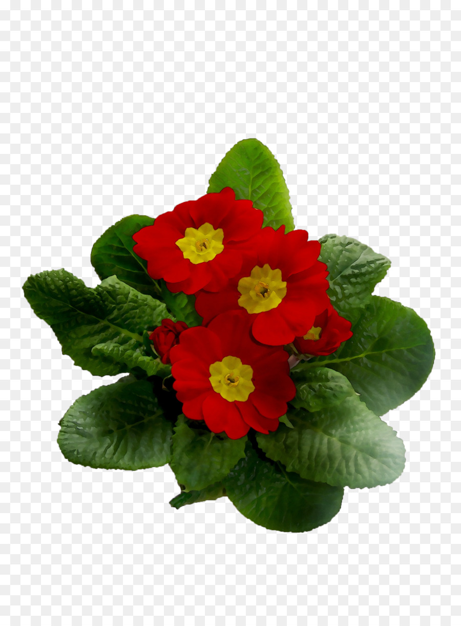 Primrose，Planta Anual PNG