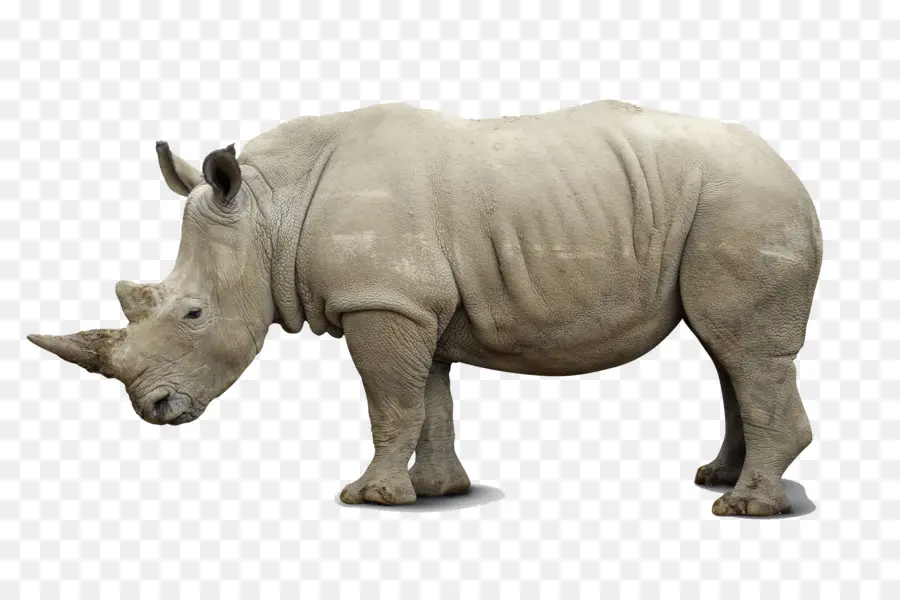 Africana Rhino，Black Rhinoceros PNG