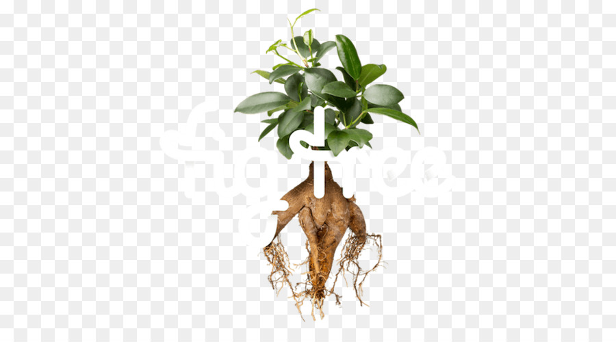 Chorando Fig，Fiddleleaf Fig PNG