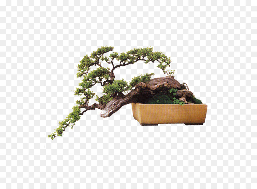 Chinês Doce De Ameixa，Bonsai PNG