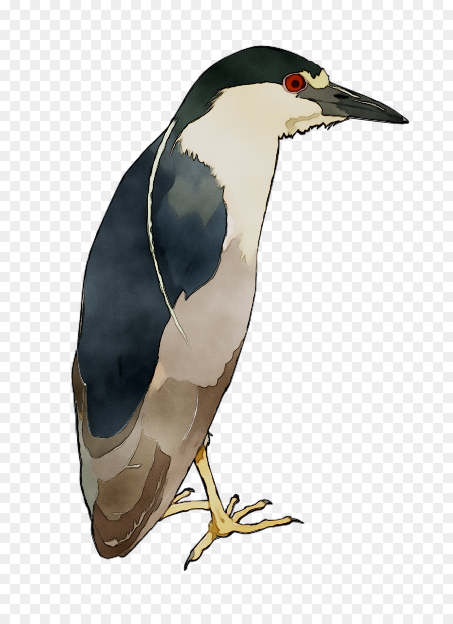 Aves，Bico PNG