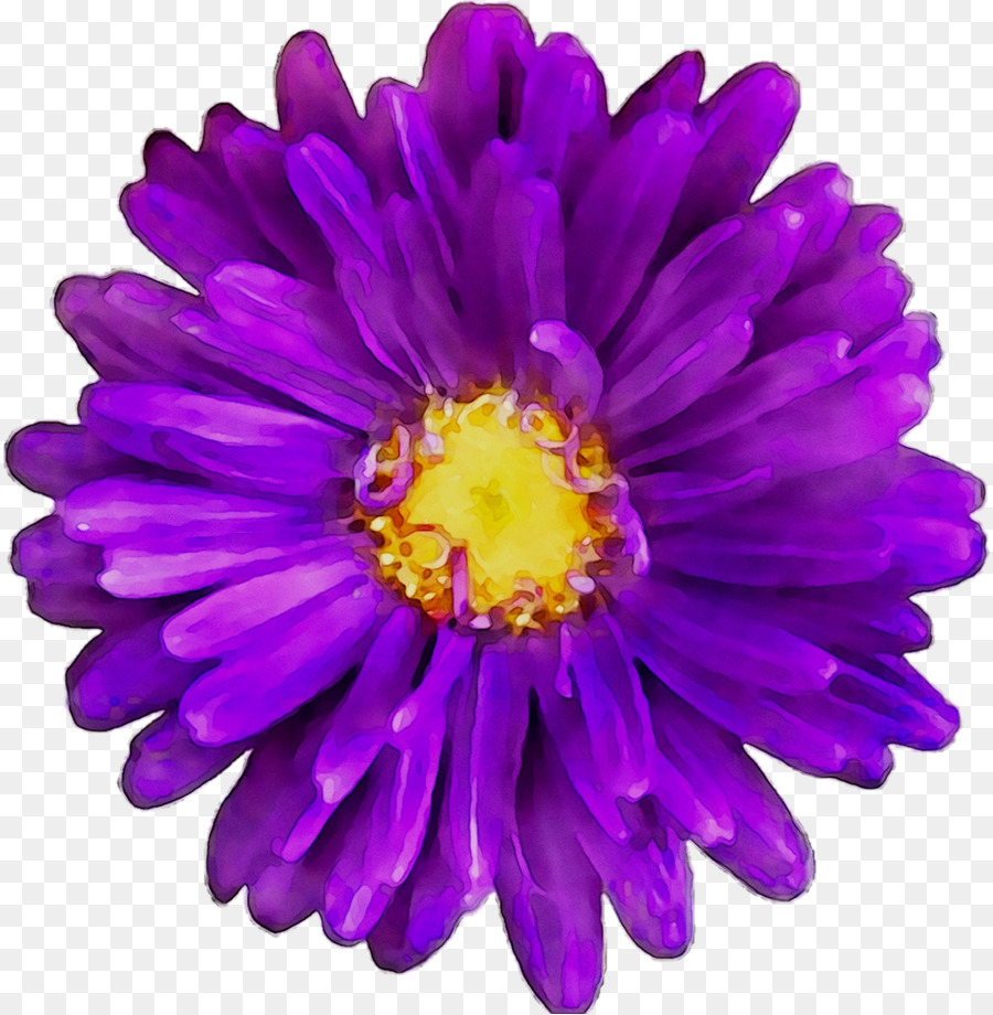 Flor Roxa，Florescer PNG