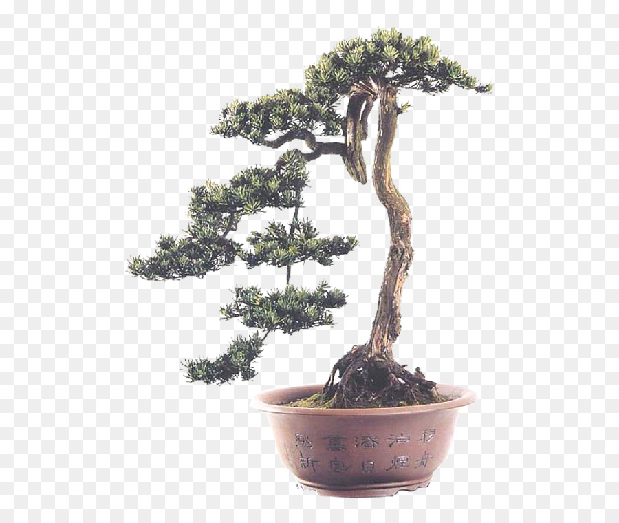 Árvore Bonsai，Pote PNG