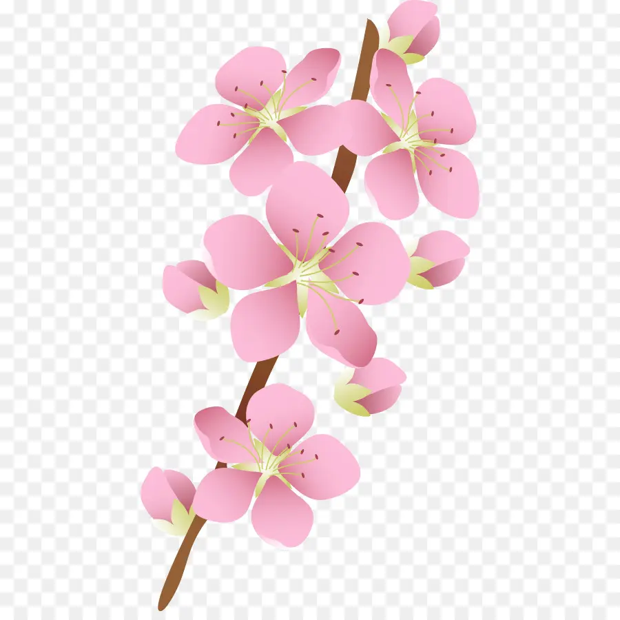 Flores De Cerejeira，Rosa PNG