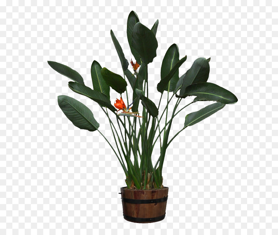 Flowerpot，Planta De Casa PNG