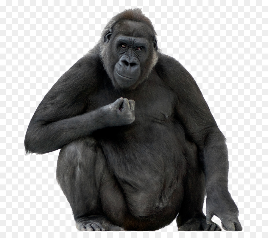 Gorila，Ape PNG