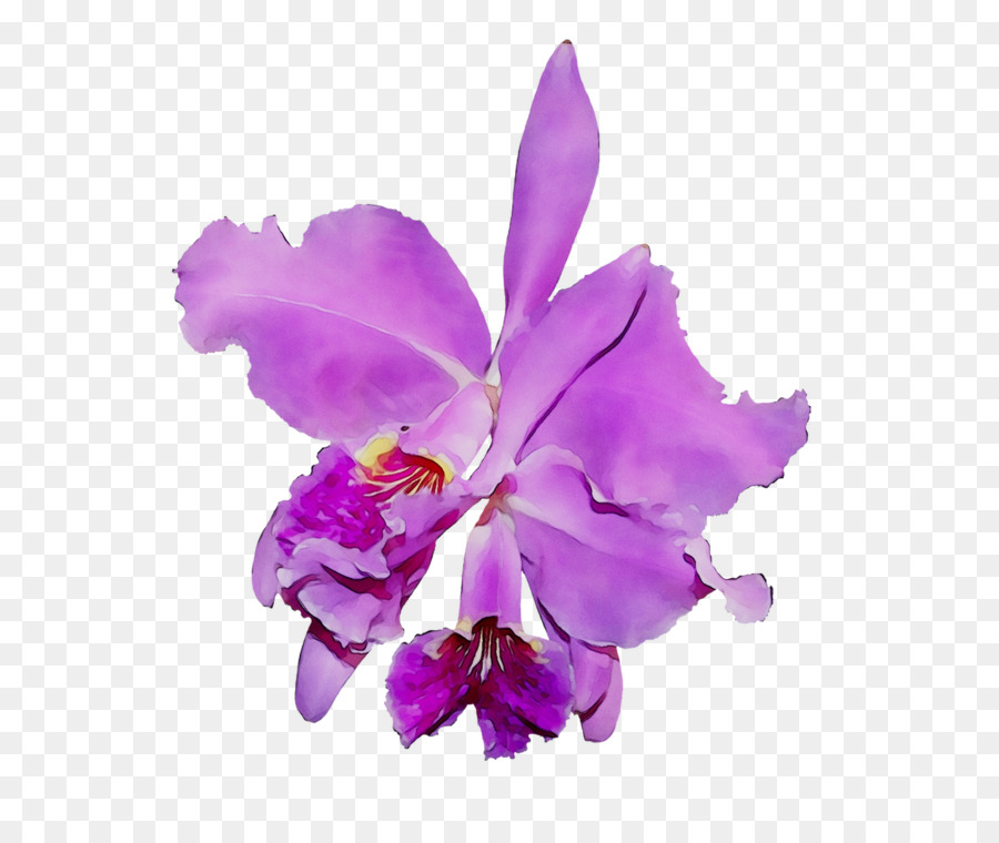 Vermelho Cattleya，Orquídeas PNG