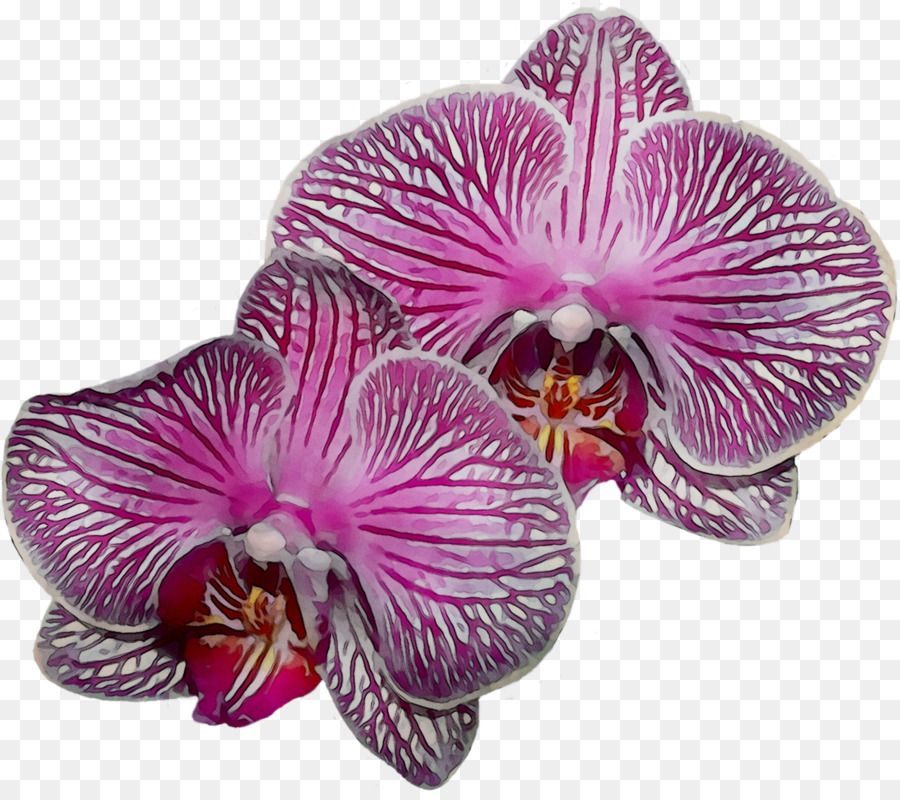 Flores De Orquídea，Orquídea PNG