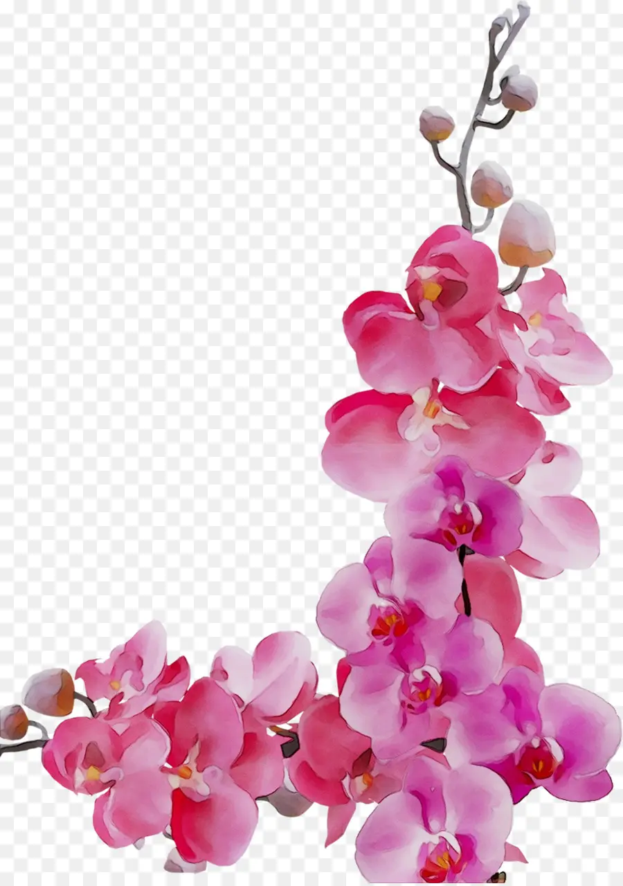 Orquídea，Florescer PNG