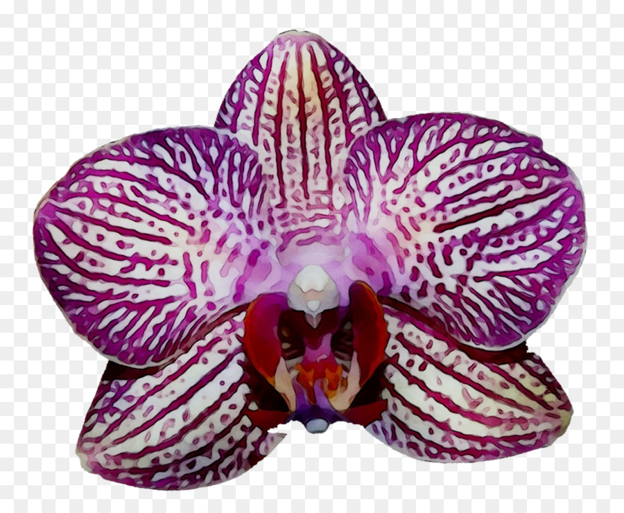 Traça Orquídeas，Rosa M PNG