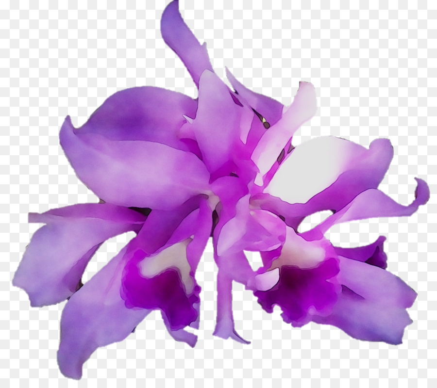 Orquídeas Cattleya，Orquídeas PNG