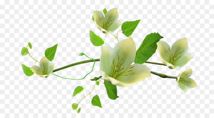 Flores，Florescer PNG