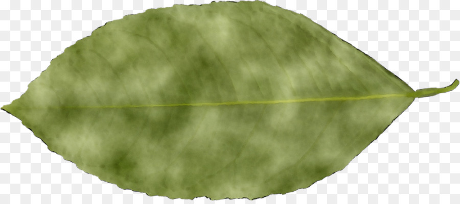 Folha Verde，Natureza PNG