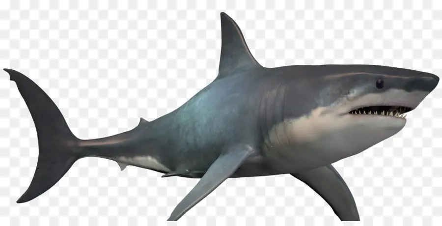 Tubarão，Megalodon PNG