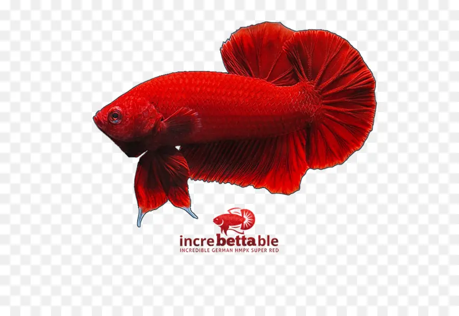 Peixe Beta Vermelho，Peixe PNG