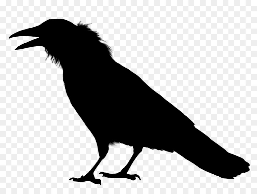 Rook，Crow PNG
