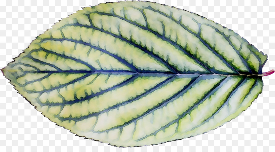 Folha Verde，Plantar PNG